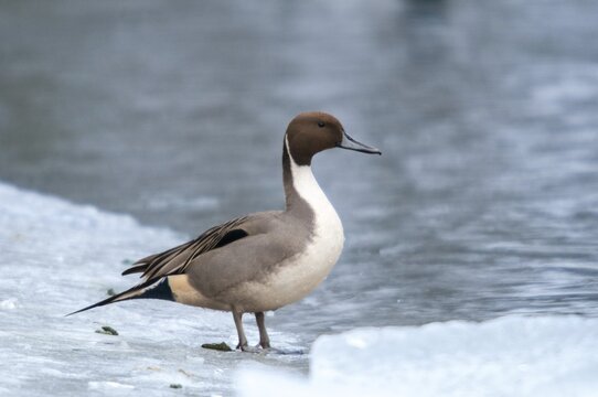 Anas acuta, pintail, pintail, anatidae, birds, ducks, ice, ducks, ducks, ice, male, birds, waterbirds, waterbirds, winter