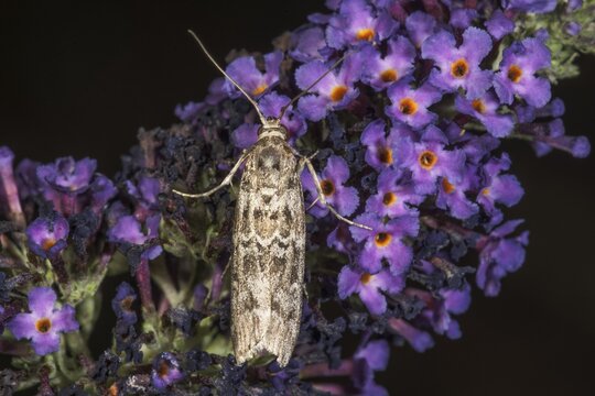 Close-up of a spruce cone moth (Dioryctria abietella) on the purple flowers of a butterfly bush, Baden-W&uuml;rttemberg, Germany