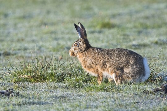 European hare (Lepus europaeus), Emsland, Lower Saxony, Germany