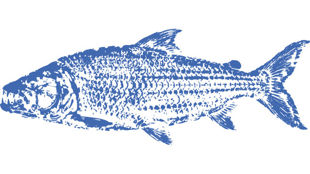 African Tigerfish Gyotaku fishing ink print 000