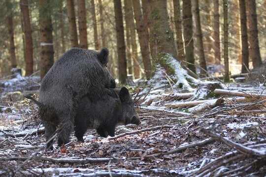 Wild boar (Sus scrofa) mating in the snow, Allg&auml;u, Bavaria, Germany