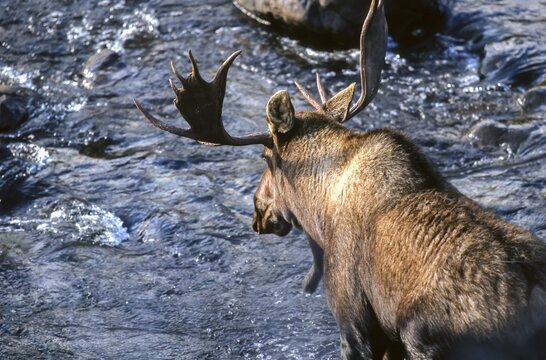Moose. Alces alces. Bull moose crossing a river. Gros Morne national park. Province of Newfoundland. Canada