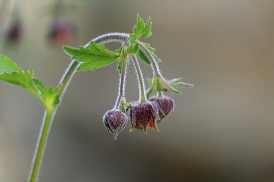 Bach clovewort (Geum rivale), flower, flowering, Ellerstadt, Germany