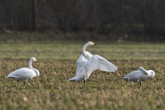 Whooper swans (Cygnus cygnus), group of animals on stubble field, Emsland, Lower Saxony, Germany