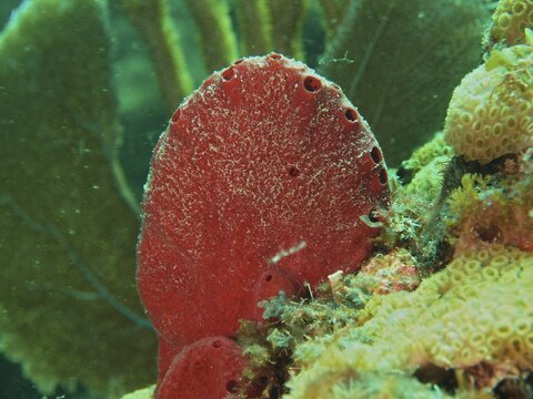 Striking red sea sponge (Pandaros acanthifolium) with detailed texture and marine plants, Nursery dive site, Pompano Beach, Florida, USA