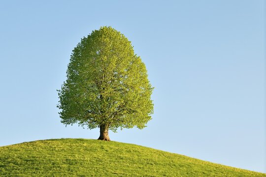 Solitary tree, linden tree (Tilia), during leaf growth on hill, Neuheim, Canton Zug, Switzerland