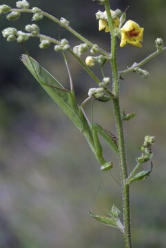 European Praying Mantis (Mantis religiosa) perched on a flower, Feldthurns, Bolzano-Bozen, Italy