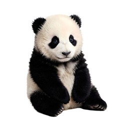 Fototapeta premium Cute giant panda cub sitting calmly black & white baby pana