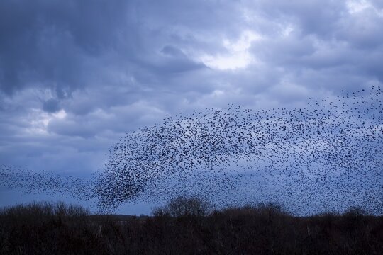 Starlings (Sturnus vulgaris) gather in a large flock on the North Sea coast, autumn migration, spring migration, bird migration, assembly point, flight formation, storm, thunderstorm, Germany