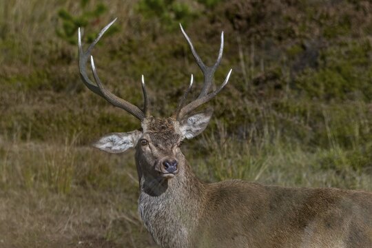 This red deer (Cervus elaphus) must have had a mishap as a calf, or perhaps during a playful fight, in any case he can no longer raise his right ear, floppy ear, portrait, Denmark