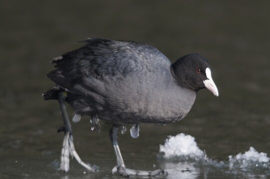 Eurasian Coot coot, fulica atra, birds, coot, coot rail, ice, gruiformes, ice, crane birds, rails, harrow birds, rallidae, snow, birds, waterbirds, waterbirds, winter