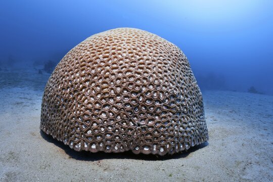 Hemispherical Favia stone coral (Favia speciosa), on sandy bottom Red Sea, Aqaba, Kingdom of Jordan