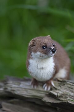 European weasel (Mustela nivalis) adult animal portrait, United Kingdom