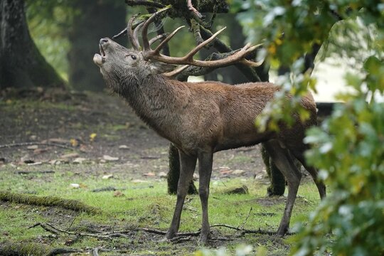 Red deer (Cervus elaphus), stag roaring during the rut, captive