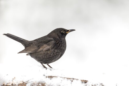 Sometimes the sex of the blackbird (Turdus merula) is difficult to recognise, this animal is probably a male, winter, snow, cold, December, Germany