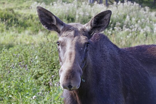A moose in a green landscape in summer, heraldic animal, J&auml;mtland, Sweden