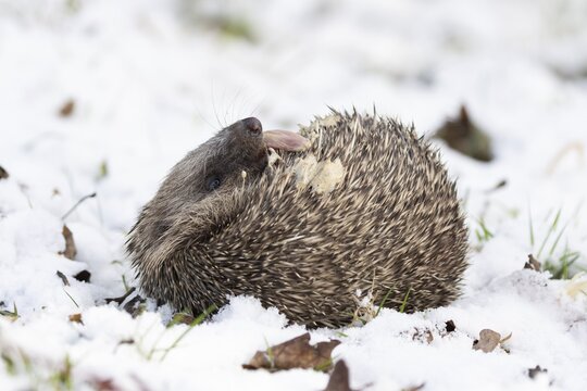 European hedgehog (Erinaceus europaeus) adult animal self anointing in snow in winter, England, United Kingdom