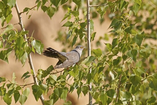 Cuckoo (Cuculus canorus) sitting on a branch, wildlife, Rhineland-Palatinate, Germany