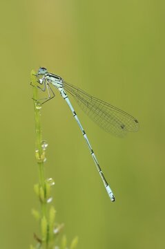 Azure damselfly (Coenagrion puella), male, North Rhine-Westphalia, Germany