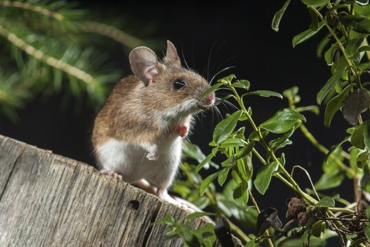 Apodemus flavicollis, yellow-necked mouse, rodents, rodentia, yellow-necked mouse, mammals, mouse, muroids, mice, rodents, mammals