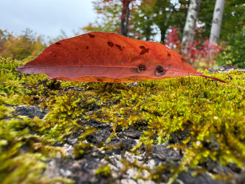 une feuille morte sur le sol en automne	
