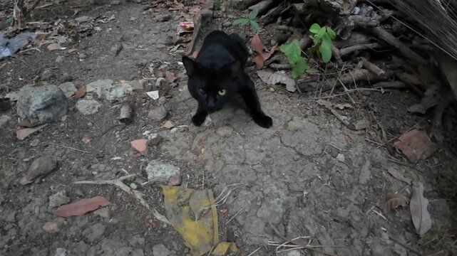 Playful Black Cat Playing On Dirt Ground In Backyard - Stray Kitten Exploring Outdoors.
A cute playful black cat or small kitten playing and moving on dry dirt ground with fallen leaves and debris. St