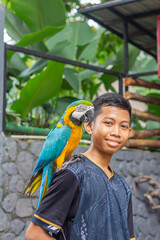 Portrait of smiling young Asian teenager posing with a vibrant blue and yellow macaw parrot perched on his shoulder at outdoor zoo © edy waluyo