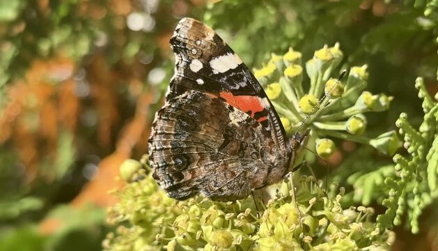 Motyl, Rusałka admirał (Vanessa atalanta) na kwiatach. Zbliżenie i detal motyla żerującego na nektarze. Owad. Skrzydlaty owad. 4k