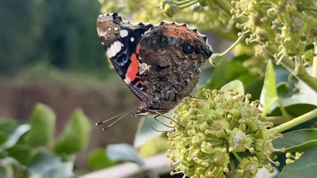 Motyl, Rusałka admirał (Vanessa atalanta) na kwiatach. Zbliżenie i detal motyla żerującego na nektarze. Owad. Skrzydlaty owad. 4k, slow motion