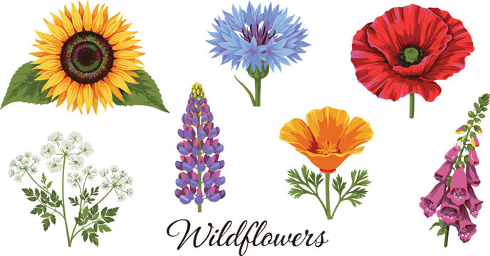 Wildflowers collection featuring sunflowers cornflowers poppies lupines foxgloves beautiful botanical flora for garden decor projects.