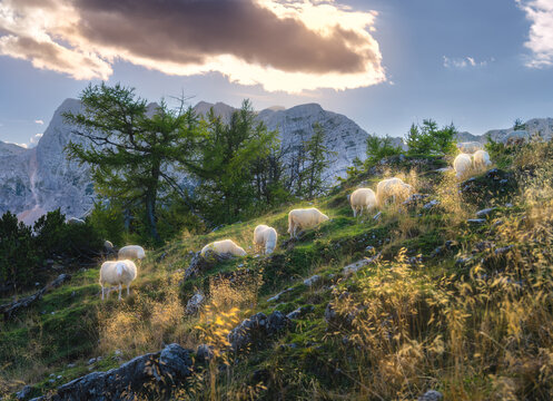 Flock of sheep grazing on mountain slope pasture in Slovenia. Alpine landscape with larch trees, sky, clouds, sunbeams, sun flare, rocky peaks, autumn grass and golden sunset light. Evening in Alps