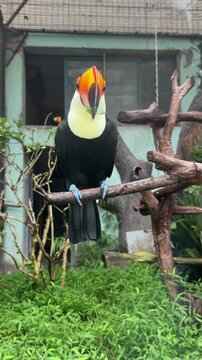 Majestic Toco Toucan Bird Perching on Branch and Moving Head 1080 HD 9:16 Vertical Video