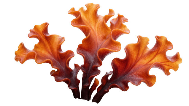 Three wavy orange-red sea lettuce fronds, isolated on transparent background