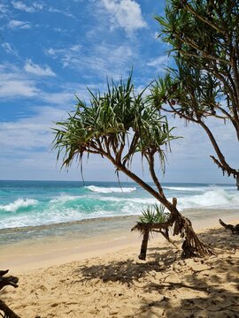 Beautiful tropical sandy beach with turquoise ocean water and a distinctive coastal pandanus tree framing the shoreline beneath a partly cloudy blue sky.