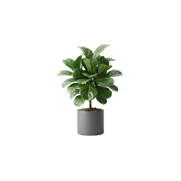 Green potted fiddle leaf fig plant vector illustration isolated on white background