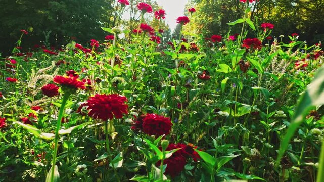 Beautiful slow motion forward camera movement through vibrant red and orange flowers in an autumn garden, with warm sunlight, lush greenery and cinematic natural scenery.