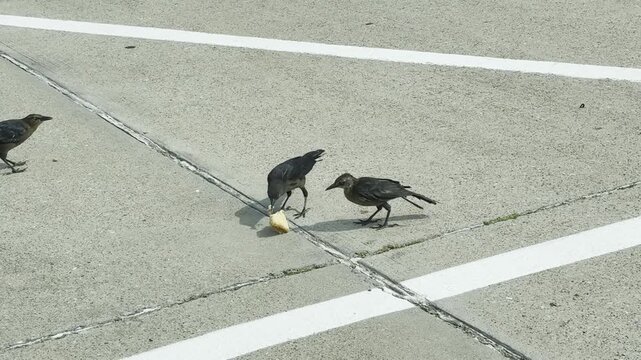 Several Black Birds Feeding on Pavement