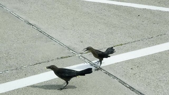 Three Black Birds Feeding on Pavement