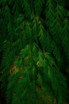 Dense dark green foliage of evergreen pine branch or cypress needle-like leaves