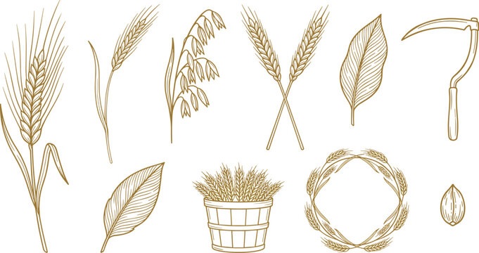 Hand drawn golden line art vector set of wheat ears barley oats agricultural harvest symbols and scythe tool