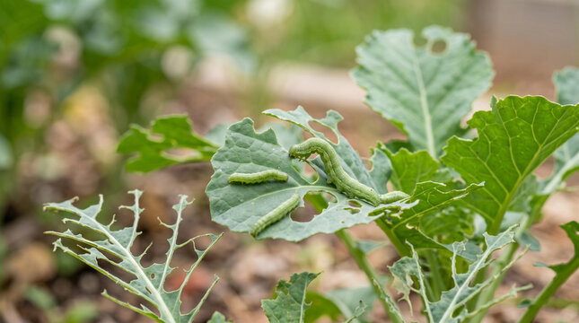 Green Pest Caterpillars Eating and Damaging Green Vegetable Leaves in Garden