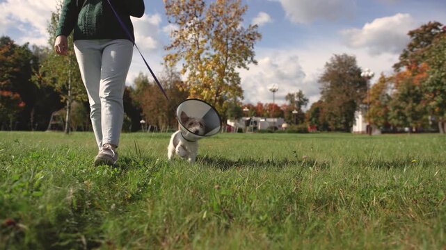 Slow motion shows Jack Russell terrier sniffing grass during walk with owner. Brave dog wears veterinary cone after paw surgery and explores park despite injured paw.