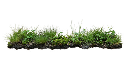 Small patch of fresh green grass growing on dark soil © gdarafat