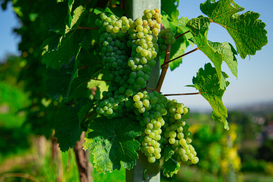 A detailed macro close up photograph showing abundant clusters of ripe green grapes hanging on grapevine trellis in sunny vineyard
