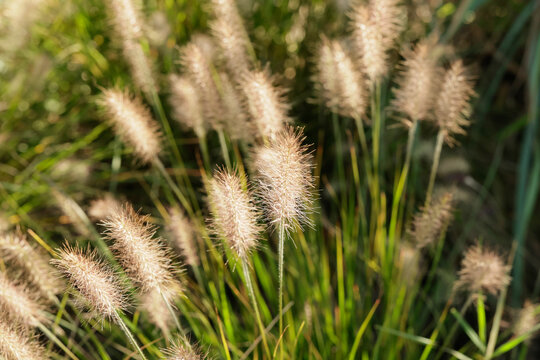 foxtail pinnately, Pennisetum alopecuroides, in the garden