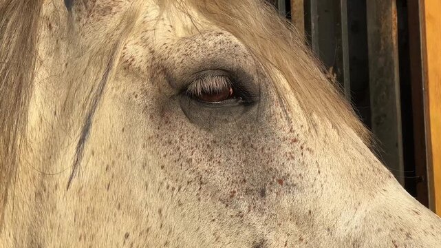 White horse in the stable