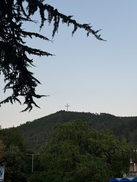 trees and sky