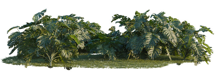 Monstera deliciosa tree line, Forest Edge, Backdrop cutout, isolate transparent background, Tropical Plant Group with Large Leaves on a Patch of Grass – Ideal for Design and Backgrounds © DH Tree Stock