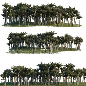 Rhopalostylis sapida tree line, Forest Edge, Backdrop cutout, isolate transparent background, Dense palm tree grove with a black background - ideal for compositing into various scenes