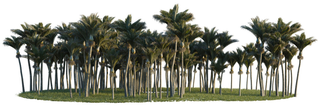 Rhopalostylis sapida tree line, Forest Edge, Backdrop cutout, isolate transparent background, A grove of date palm trees on a green lawn with a black background for design elements.